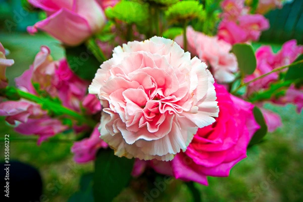 Obraz Beautiful Rose 