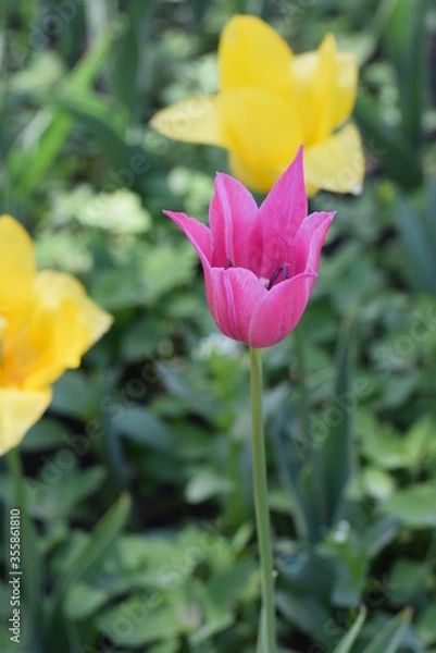 Fototapeta Tulips bloom in the city Park