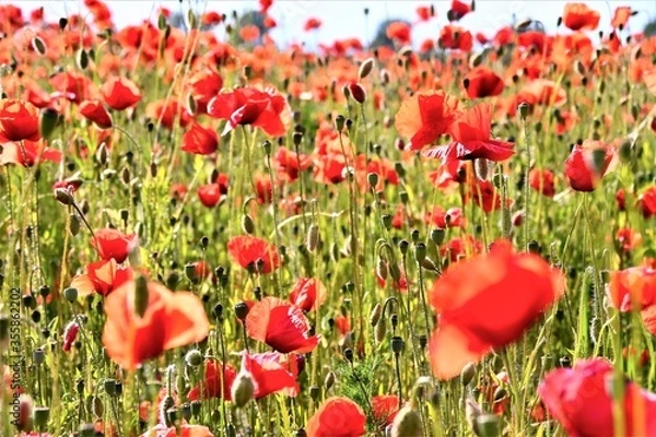 Fototapeta field of red poppy