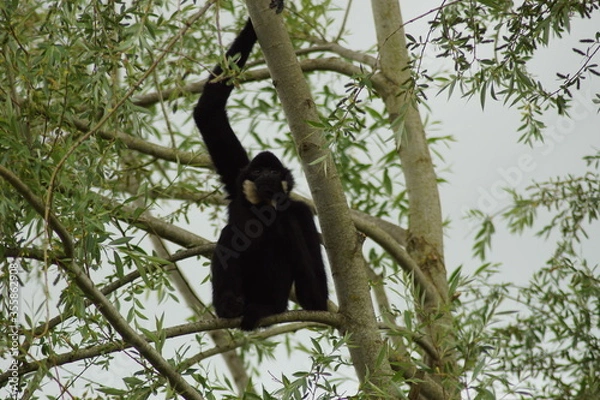 Obraz gibbon