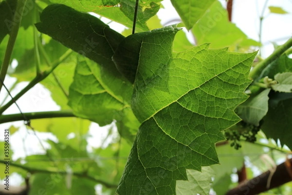 Fototapeta 日本の葡萄農家