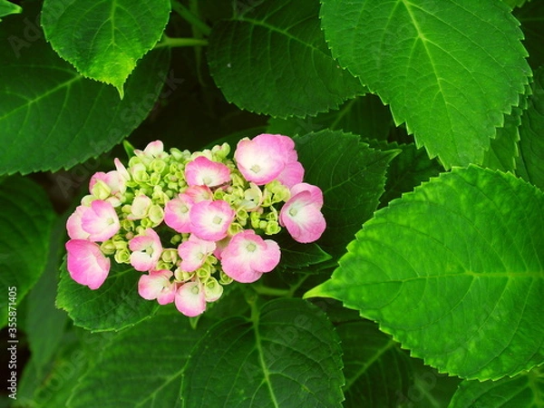 Fototapeta 咲き始めたピンクのアジサイ