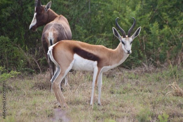 Obraz Springbok
