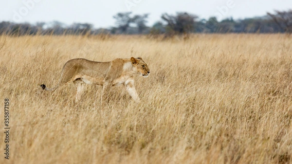 Obraz Lioness stalking prey