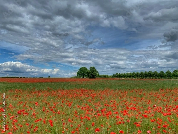 Obraz Mounblumenfeld