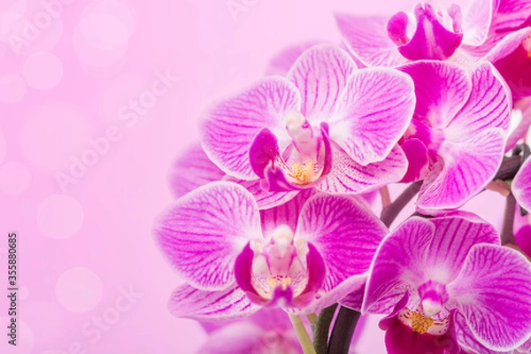 Obraz Pink Orchids