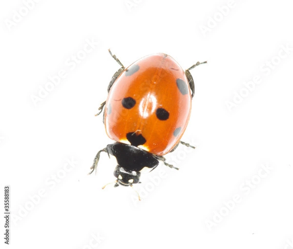 Fototapeta ladybug