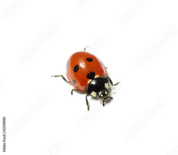 Fototapeta ladybug