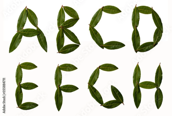 Fototapeta Alphabet letters collected from the leaves of laurel. Laurel font. Sweet bay (laurel, Laurus nobilis, Grecian laurel) fresh leaves isolated on white.