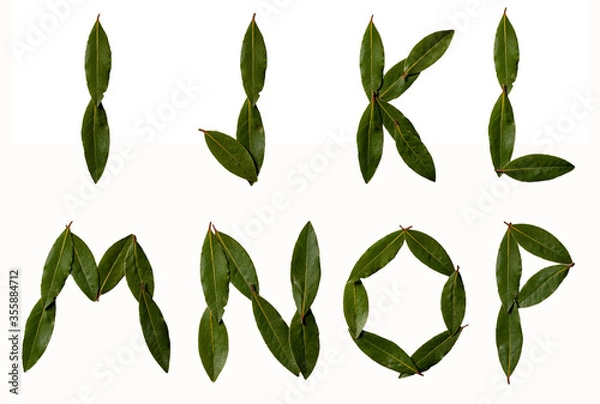 Fototapeta Alphabet letters collected from the leaves of laurel. Laurel font. Sweet bay (laurel, Laurus nobilis, Grecian laurel) fresh leaves isolated on white.