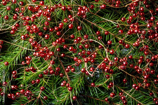 Fototapeta Christmas background with fir branches and red decorative garlands. Design template for new year and christmas.
