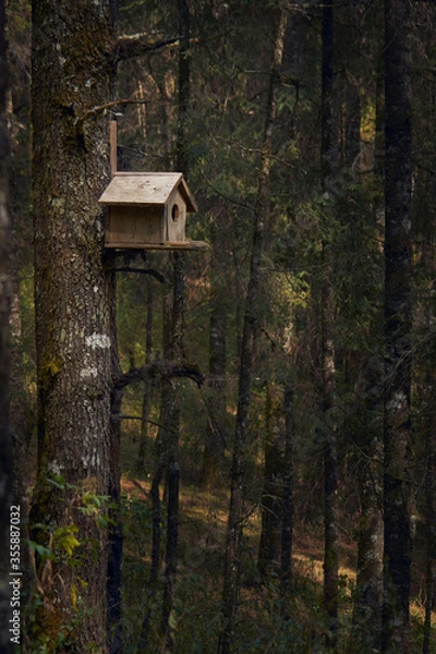 Fototapeta Casa para pajaro carpintero en medio del bosque con muchos arboles al fondo