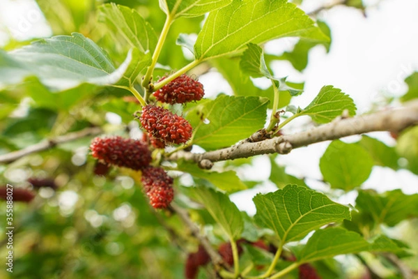 Fototapeta red mulberry on a branch