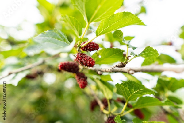 Fototapeta red mulberry on a branch