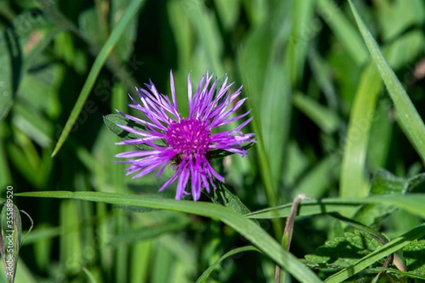Fototapeta Close up of a thistle in autumn