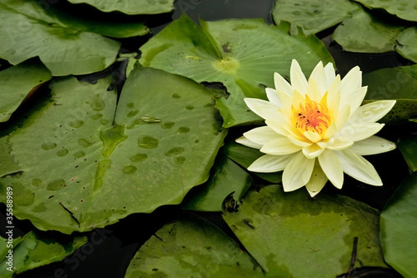 Obraz Lotus yellow with green leaves