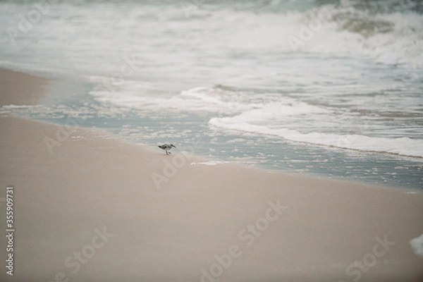 Obraz Sandpiper on beach
