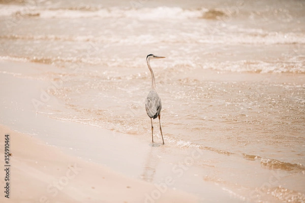 Obraz Heron on beach