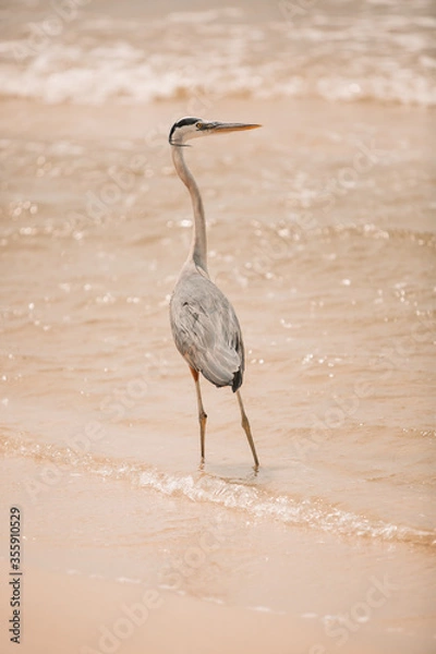 Obraz Heron on beach