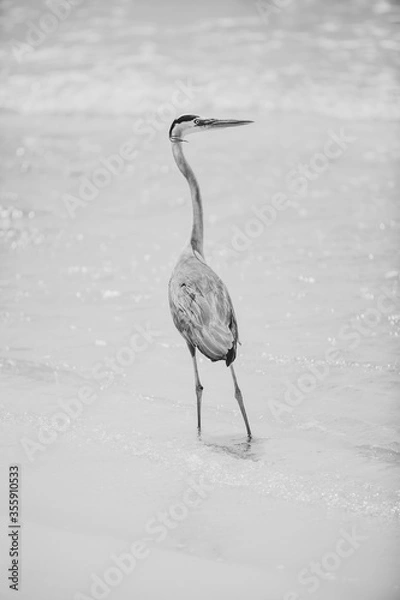 Obraz Heron on beach