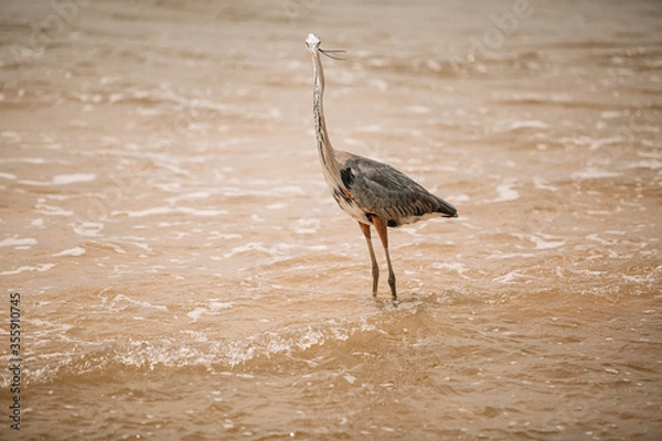 Obraz Heron on beach