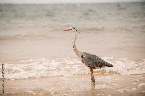 Obraz Heron on beach