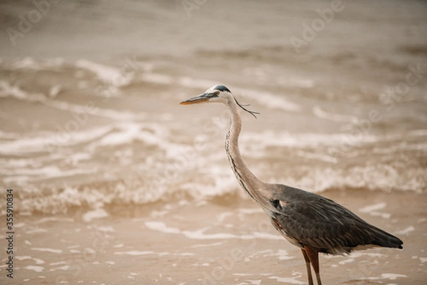 Obraz Heron on beach