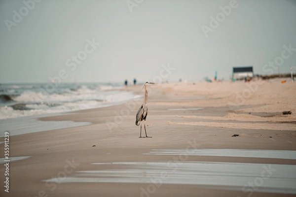 Obraz Heron on beach