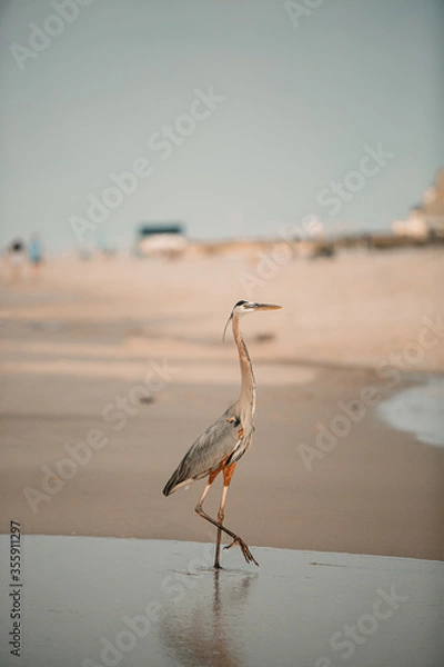 Obraz Heron on beach