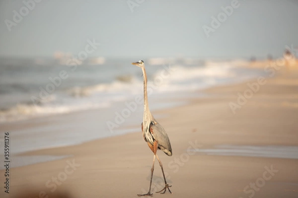 Obraz Heron on beach