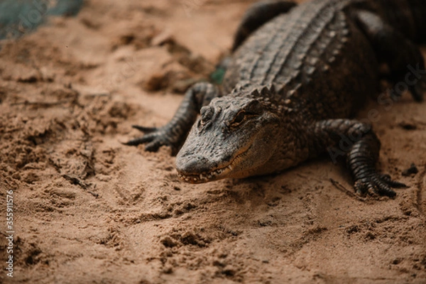 Obraz Alligators in swamp