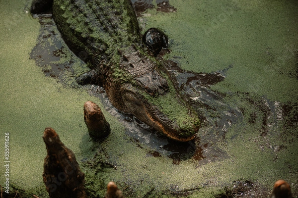 Obraz Alligators in swamp