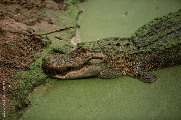 Obraz Alligators in swamp