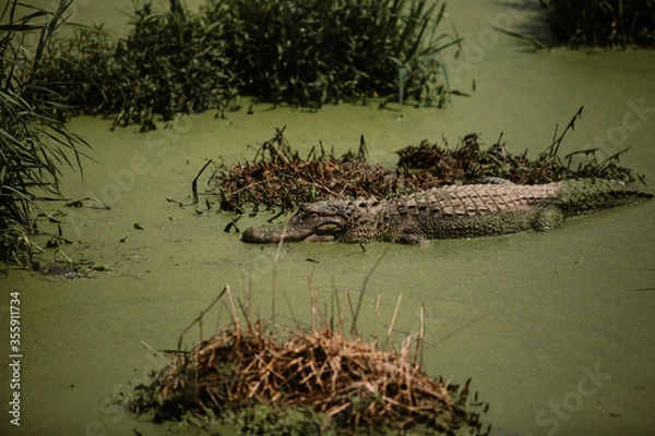 Obraz Alligators in swamp