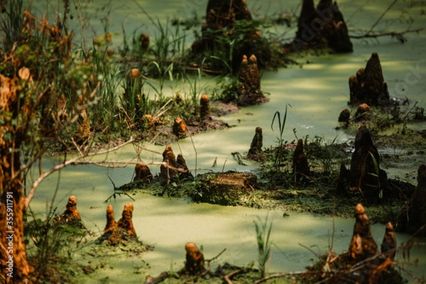Obraz Cypress knees swamp
