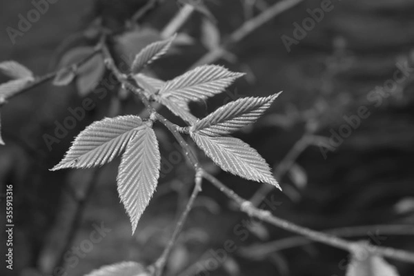 Obraz Young leaves in the spring 