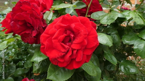 Obraz rote Rose / red Rose (close up)