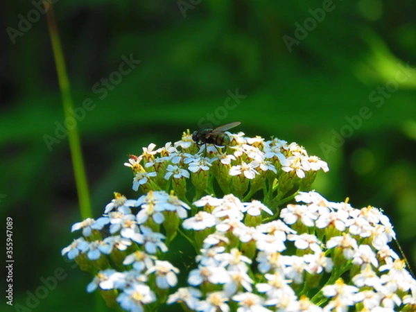 Obraz Kwiaty i owady