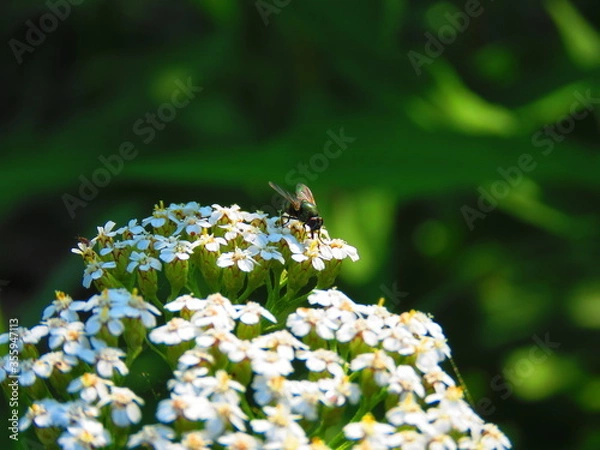 Obraz Kwiaty i owady