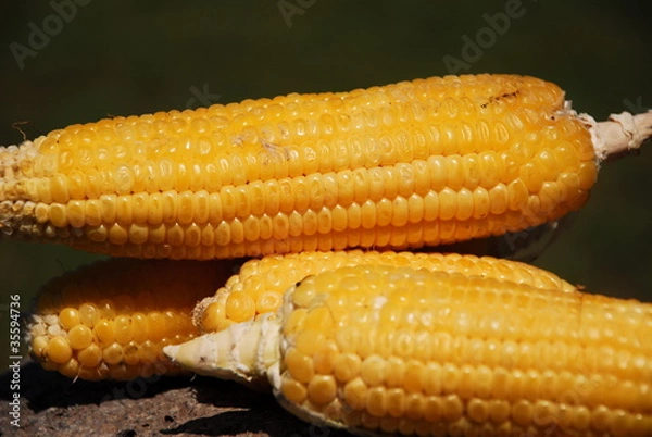 Obraz Maize