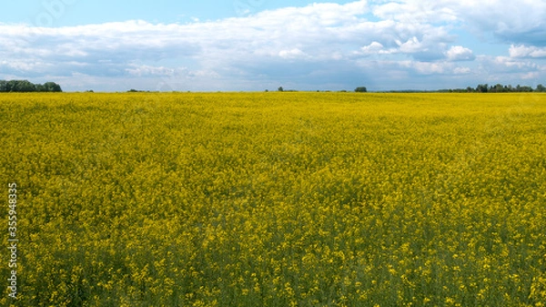 Fototapeta Vast field with yellow flowers and a cloudy sky