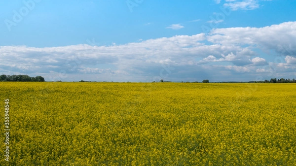 Fototapeta Vast field with yellow flowers and a cloudy sky