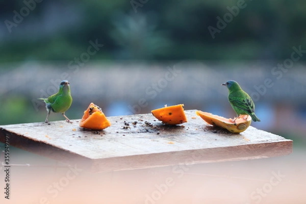 Obraz bird in a cage