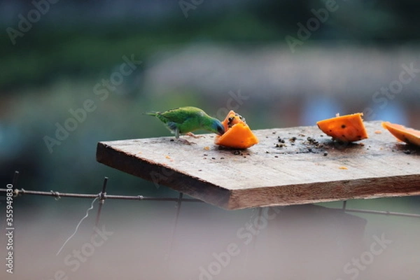 Obraz cake on a plate