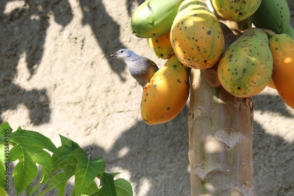 Obraz banana on the tree