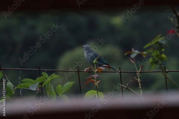 Obraz bird on a branch