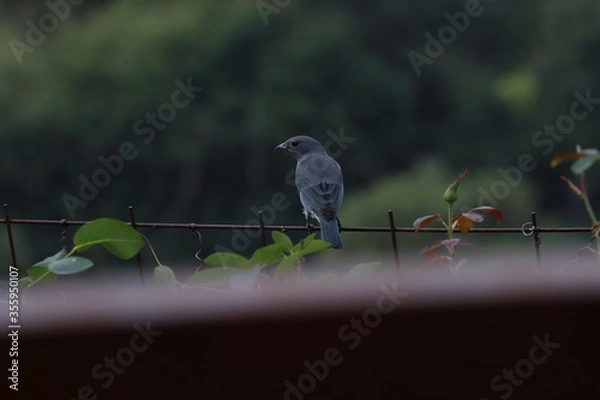 Obraz bird on a fence