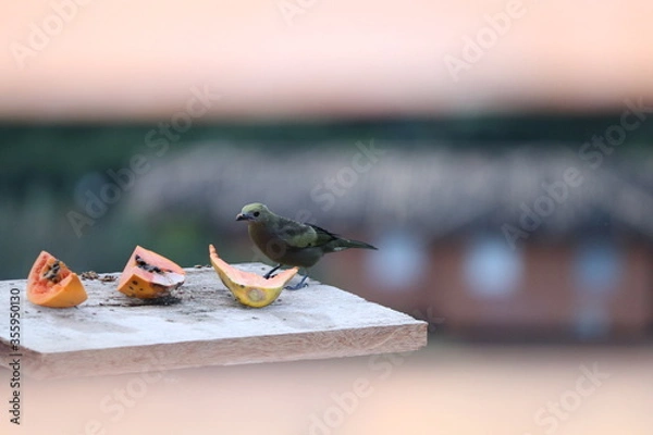 Obraz sandwich with cheese