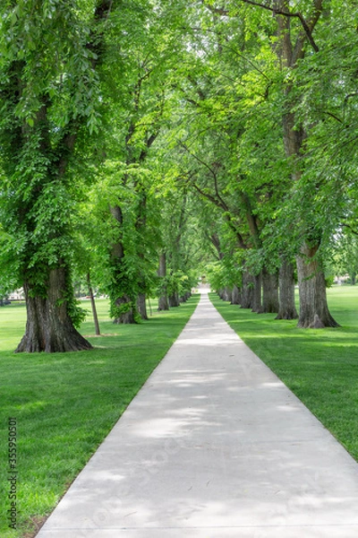 Fototapeta Beautiful walkway lined with trees 