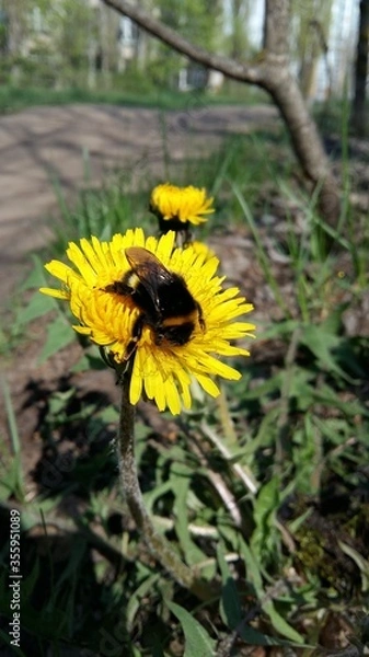 Fototapeta bee on a dandelion